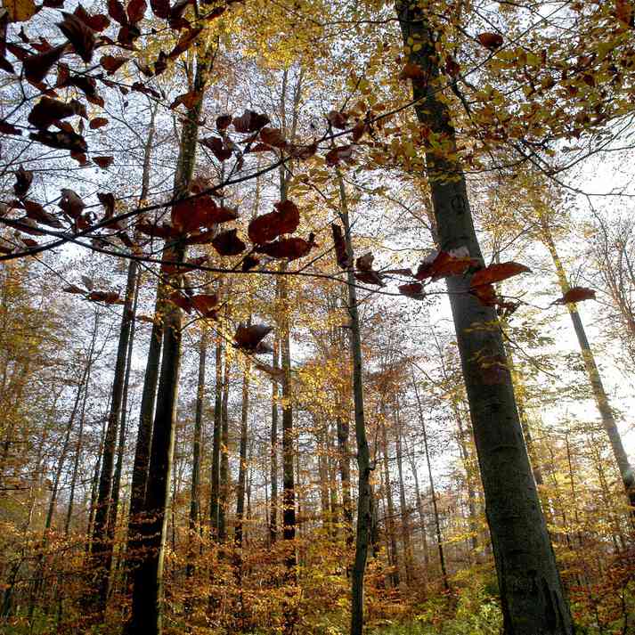 Herbst im Buchenplenterwald
