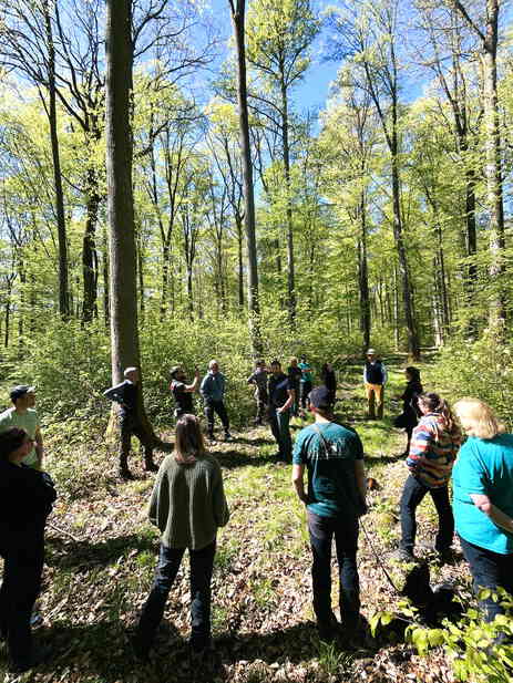 Zukunftswald und Saatgutbestand mit Winterlinde im Universitätswald Sailershausen