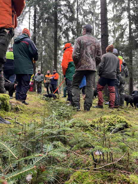 Aufgereihte Erfolge - Weißtannensaat auf über 200 ha Stadtwaldfläche