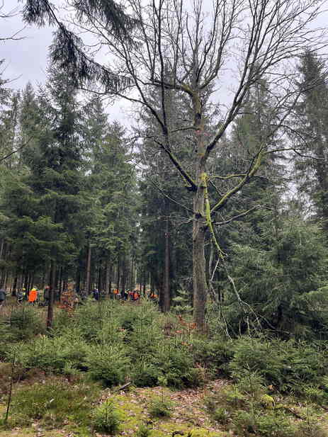 Grundlage der Saaten - stabile Wälder mit frühzeitig geführten Pflegeingriffen und großen Kronenprozenten